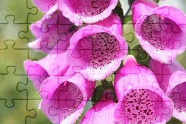 Foto jigsaw puzzle