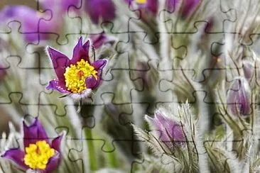 Foto jigsaw puzzle