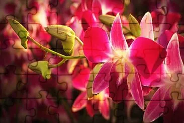 Foto jigsaw puzzle