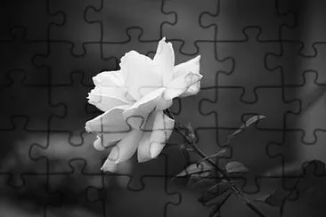 Foto jigsaw puzzle