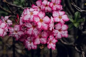 פאזל של Foto