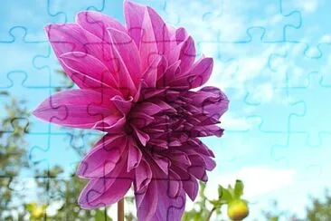 Foto jigsaw puzzle