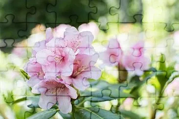 Foto jigsaw puzzle