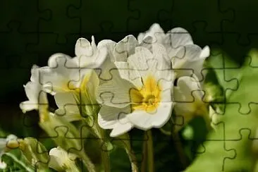 Foto jigsaw puzzle