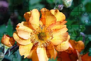 Foto jigsaw puzzle