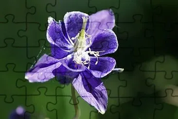 Foto jigsaw puzzle