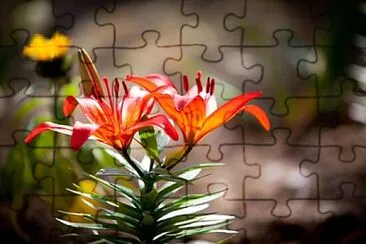 Foto jigsaw puzzle