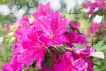 Foto jigsaw puzzle