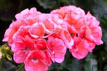 Foto jigsaw puzzle