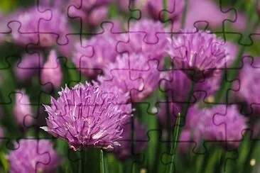 Foto jigsaw puzzle