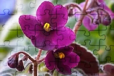 Foto jigsaw puzzle