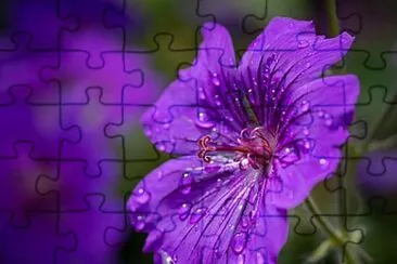 Foto jigsaw puzzle