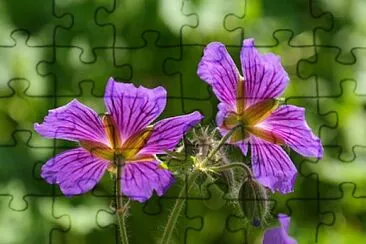 Foto jigsaw puzzle