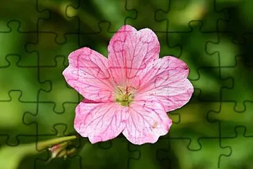 Foto jigsaw puzzle