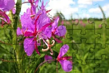 פאזל של Foto