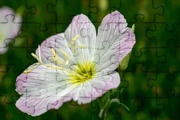 פאזל של Foto