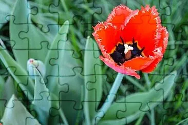 Foto jigsaw puzzle