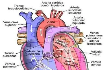 CORAZÓN jigsaw puzzle