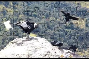 AVISTAMIENTO DE AVES jigsaw puzzle