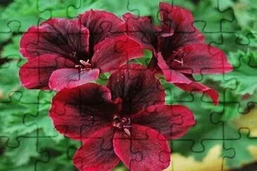 Foto jigsaw puzzle