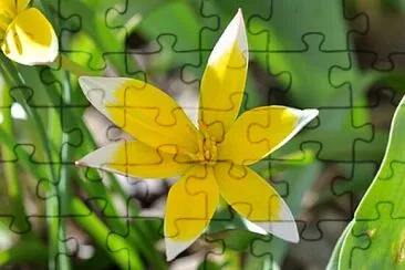Foto jigsaw puzzle