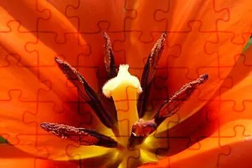 Foto jigsaw puzzle