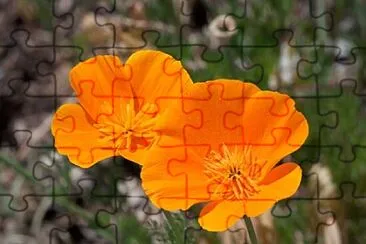 Foto jigsaw puzzle