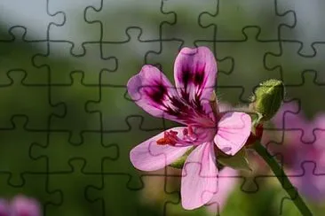 Foto jigsaw puzzle