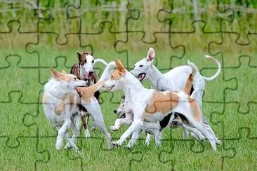 Toy jigsaw puzzle