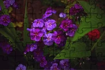 Foto jigsaw puzzle