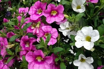 Foto jigsaw puzzle