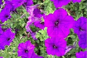 Foto jigsaw puzzle