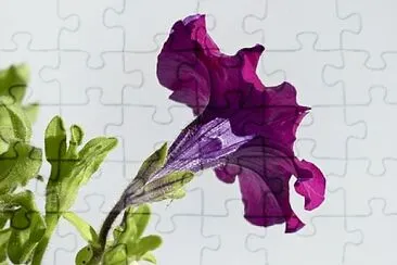 Foto jigsaw puzzle
