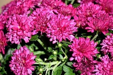 Foto jigsaw puzzle