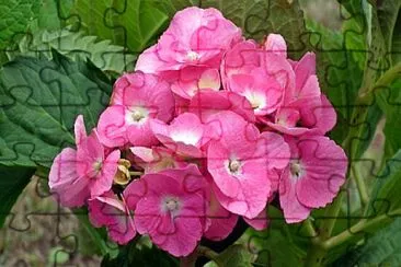 Foto jigsaw puzzle