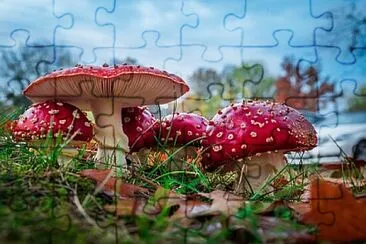 פאזל של Foto