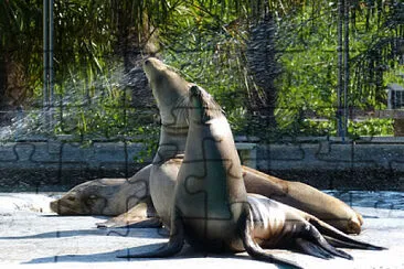 Otaries de Californie