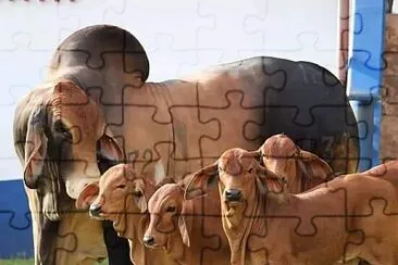 imagem jigsaw puzzle