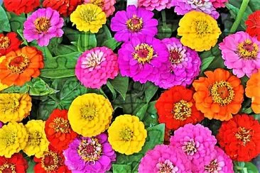 flower power