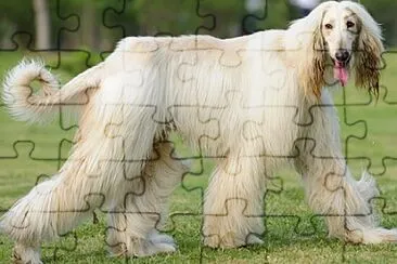 Toy jigsaw puzzle