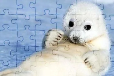 Foca 2 jigsaw puzzle