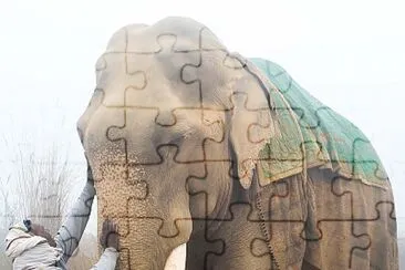natural jigsaw puzzle