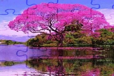 Rosa di Tabebuia - Brasile jigsaw puzzle