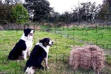 Collies jigsaw puzzle