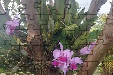LAS CONSENTIDAS jigsaw puzzle