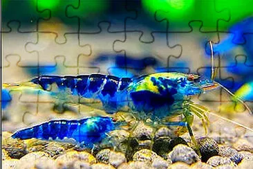 Crevette - Dragon Blood jigsaw puzzle