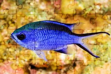 Demoiselle bleue des Caraïbes jigsaw puzzle