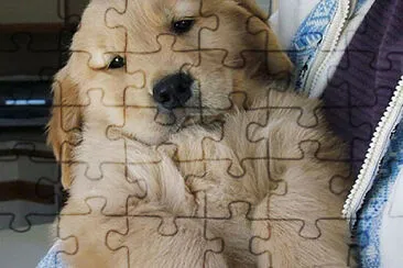 Danna la veterinaria jigsaw puzzle