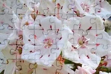 花 jigsaw puzzle