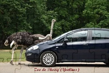 Zoo de Thoiry (Yvelines) jigsaw puzzle
